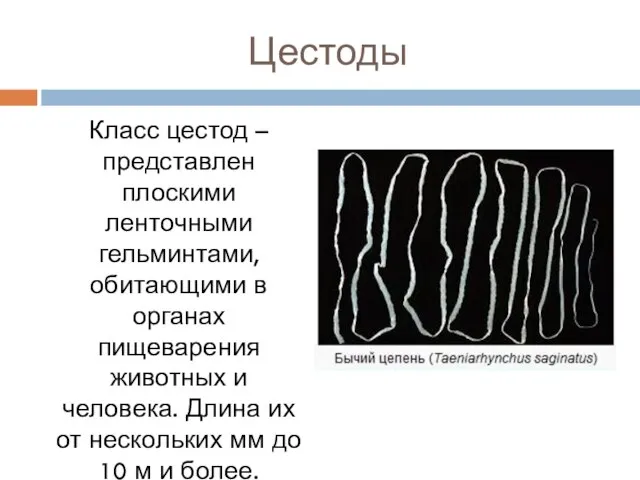 Цестоды Класс цестод – представлен плоскими ленточными гельминтами, обитающими в органах