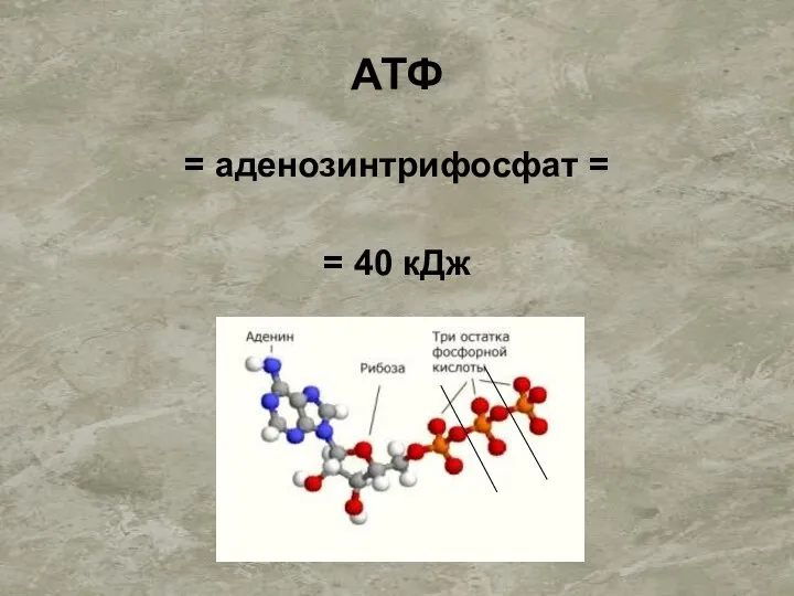 АТФ = аденозинтрифосфат = = 40 кДж