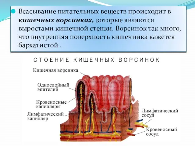 Всасывание питательных веществ происходит в кишечных ворсинках, которые являются выростами кишечной