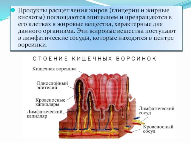 Продукты расщепления жиров (глицерин и жирные кислоты) поглощаются эпителием и превращаются