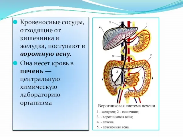 Кровеносные сосуды, отходящие от кишечника и желудка, поступают в воротную вену.