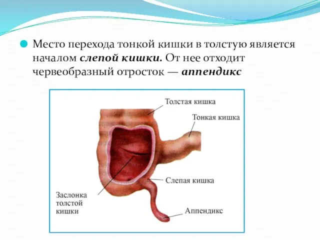 Место перехода тонкой кишки в толстую является началом слепой кишки. От