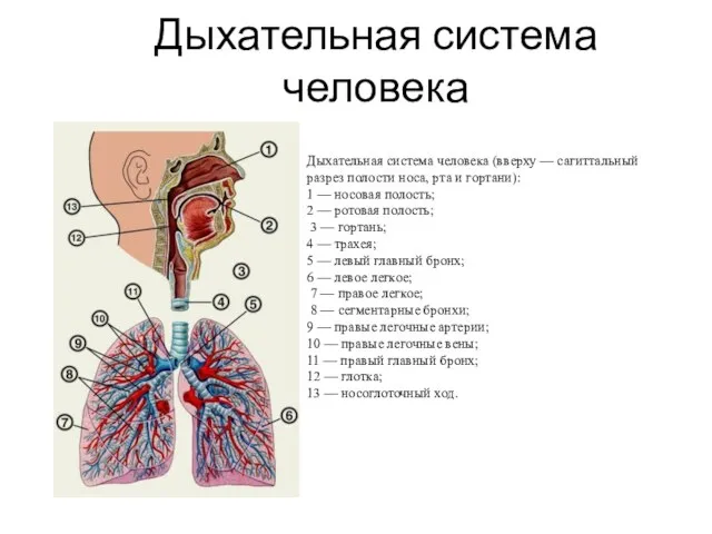 Дыхательная система человека Дыхательная система человека (вверху — сагиттальный разрез полости