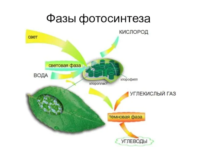 Фазы фотосинтеза