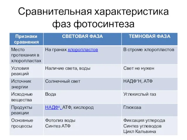 Сравнительная характеристика фаз фотосинтеза