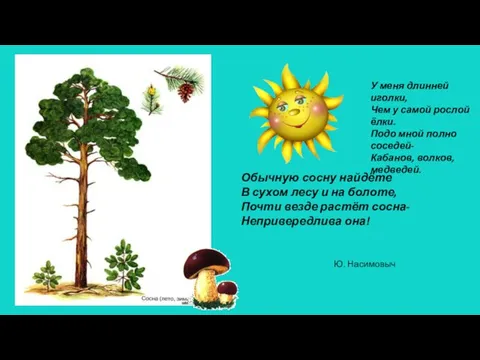 Обычную сосну найдёте В сухом лесу и на болоте, Почти везде