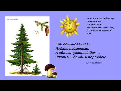 Ель обыкновенная- Издали надменная, А вблизи- уютный дом… Здесь мы дождь