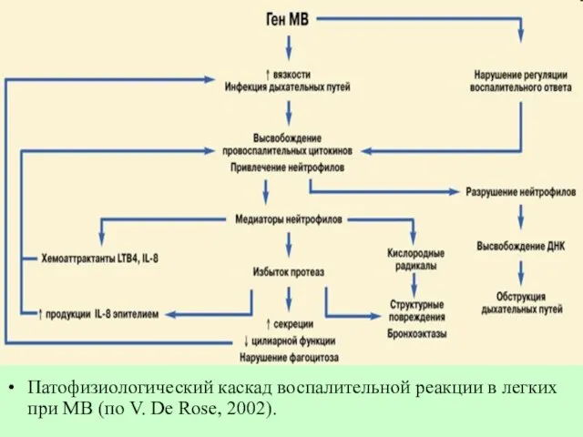 Патофизиологический каскад воспалительной реакции в легких при МВ (по V. De Rose, 2002).