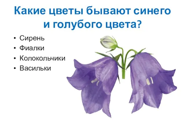 Какие цветы бывают синего и голубого цвета? Сирень Фиалки Колокольчики Васильки