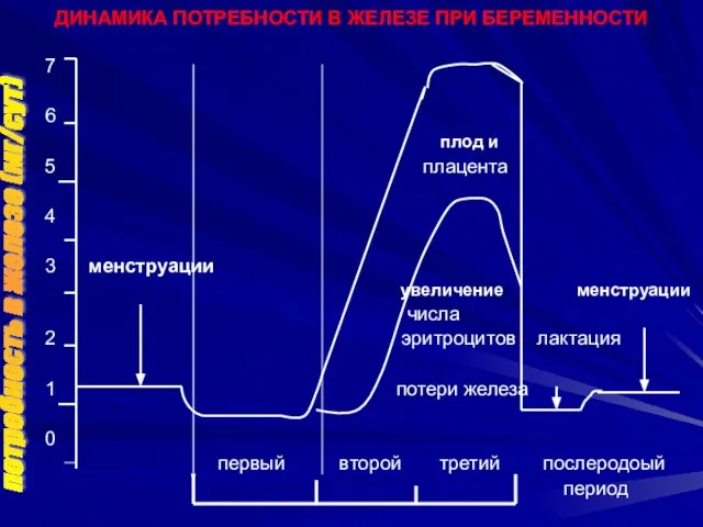 ДИНАМИКА ПОТРЕБНОСТИ В ЖЕЛЕЗЕ ПРИ БЕРЕМЕННОСТИ 7 6 плод и 5