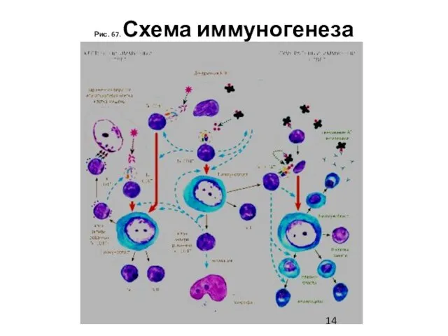 Рис. 67. Схема иммуногенеза