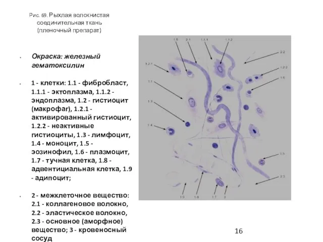 Рис. 69. Рыхлая волокнистая соединительная ткань (пленочный препарат) Окраска: железный гематоксилин