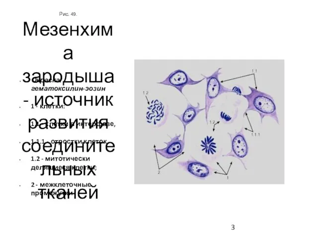 Рис. 49. Мезенхима зародыша - источник развития соединительных тканей Окраска: гематоксилин-эозин