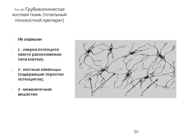 Рис. 80. Грубоволокнистая костная ткань (тотальный плоскостной препарат) Не окрашен 1