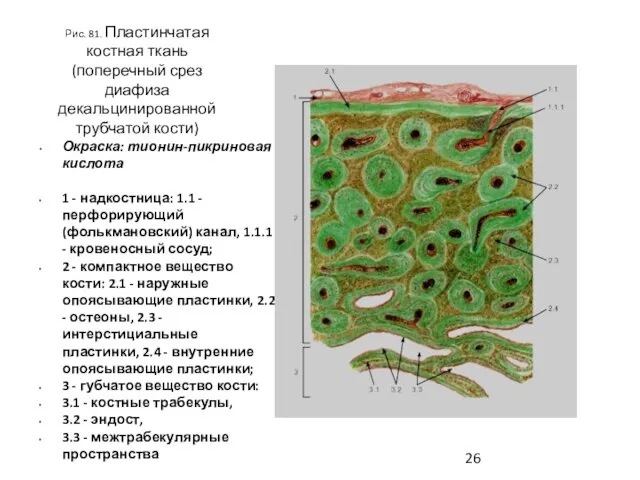 Рис. 81. Пластинчатая костная ткань (поперечный срез диафиза декальцинированной трубчатой кости)