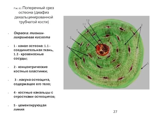 Рис. 82. Поперечный срез остеона (диафиз декальцинированной трубчатой кости) Окраска: тионин-пикриновая