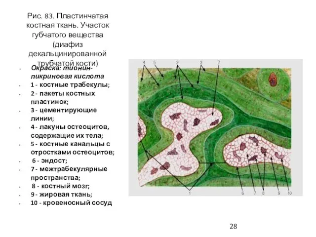 Рис. 83. Пластинчатая костная ткань. Участок губчатого вещества (диафиз декальцинированной трубчатой