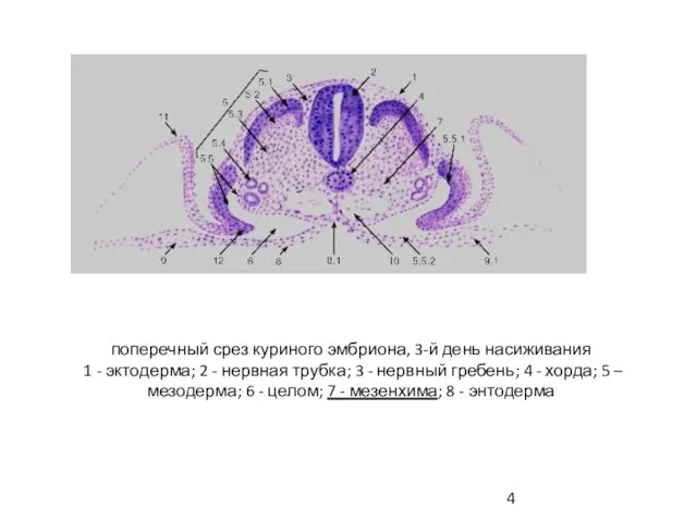 поперечный срез куриного эмбриона, 3-й день насиживания 1 - эктодерма; 2