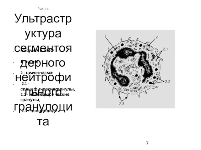 Рис. 51. Ультраструктура сегментоядерного нейтрофильного гранулоцита Рисунок с ЭМФ 1 -