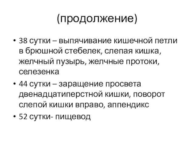 (продолжение) 38 сутки – выпячивание кишечной петли в брюшной стебелек, слепая