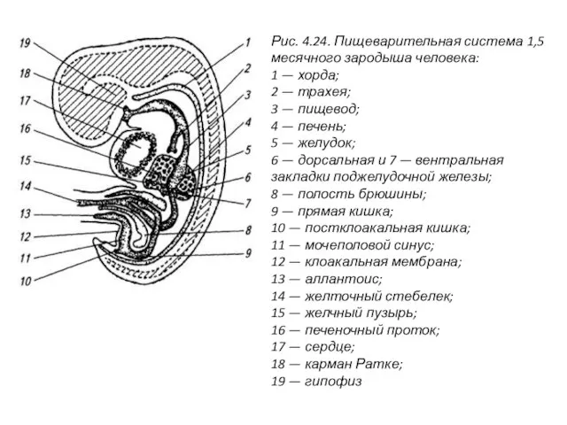 Рис. 4.24. Пищеварительная система 1,5 месячного зародыша человека: 1 — хорда;