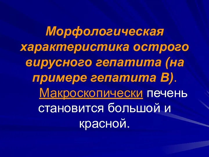 Морфологическая характеристика острого вирусного гепатита (на примере гепатита В). Макроскопически печень становится большой и красной.