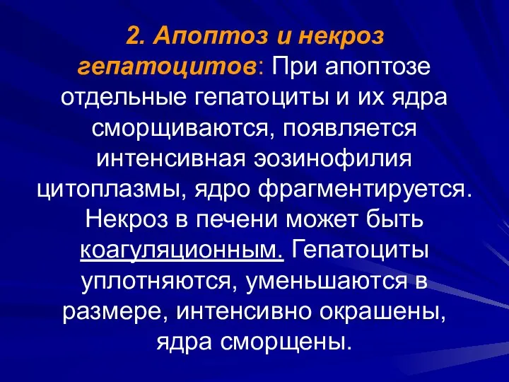 2. Апоптоз и некроз гепатоцитов: При апоптозе отдельные гепатоциты и их