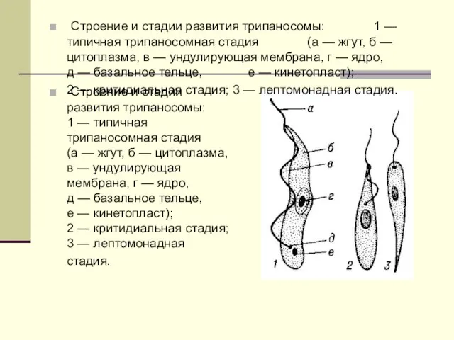 Строение и стадии развития трипаносомы: 1 — типичная трипаносомная стадия (а