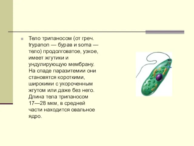 Тело трипаносом (от греч. trypanon — бурав и soma — тело)