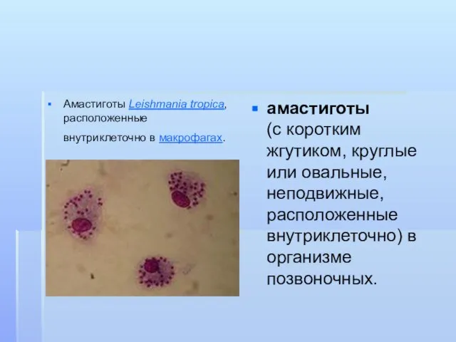 Амастиготы Leishmania tropica, расположенные внутриклеточно в макрофагах. амастиготы (с коротким жгутиком,