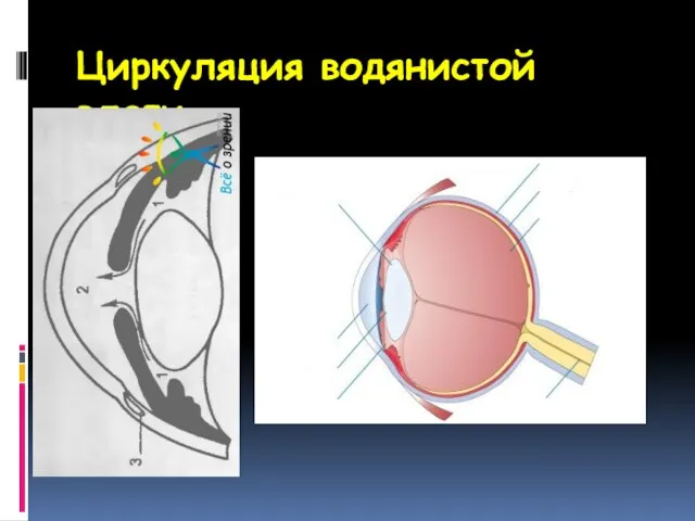 Циркуляция водянистой влаги