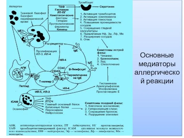 Основные медиаторы аллергической реакции