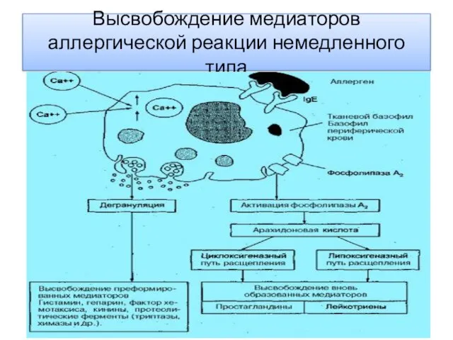 Высвобождение медиаторов аллергической реакции немедленного типа