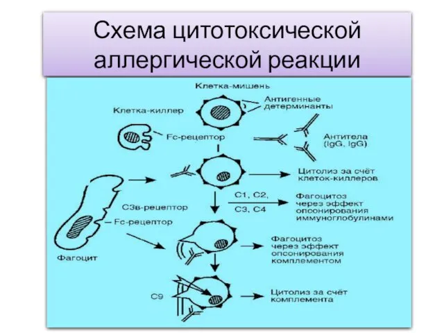 Схема цитотоксической аллергической реакции