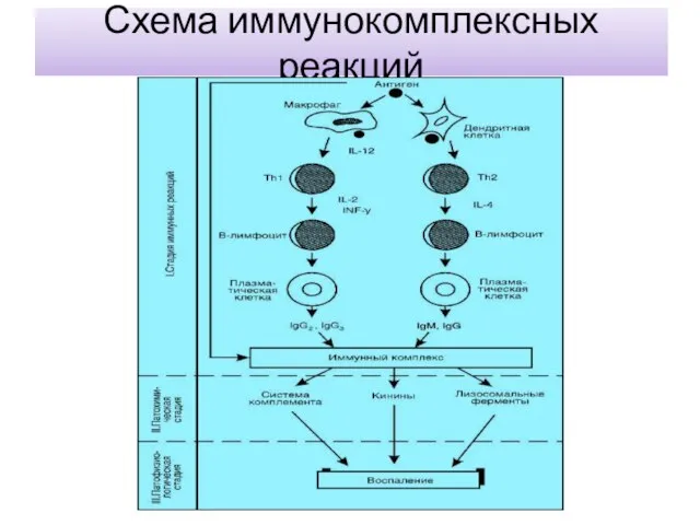 Схема иммунокомплексных реакций