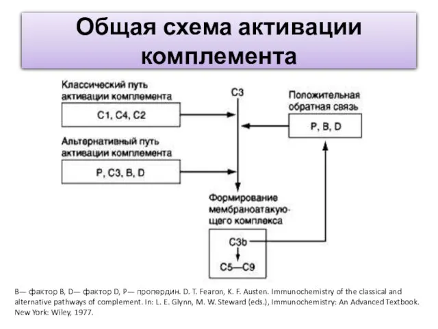 Общая схема активации комплемента B— фактор B, D— фактор D, P—