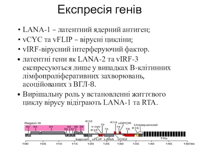 Експресія генів LANA-1 – латентний ядерний антиген; vCYC та vFLIP –