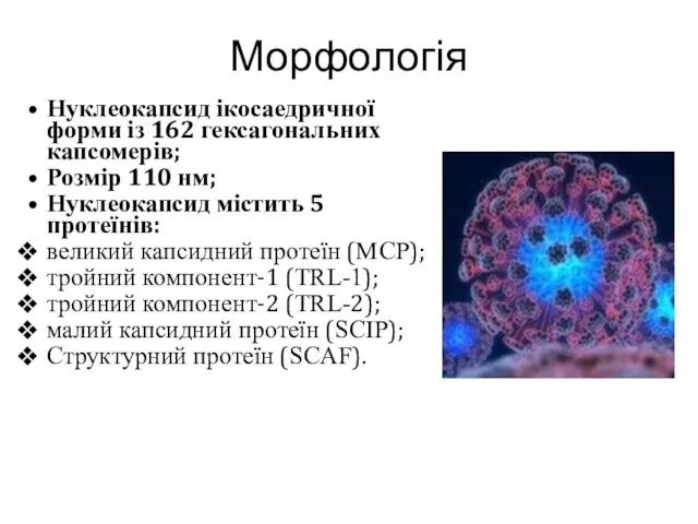 Морфологія Нуклеокапсид ікосаедричної форми із 162 гексагональних капсомерів; Розмір 110 нм;