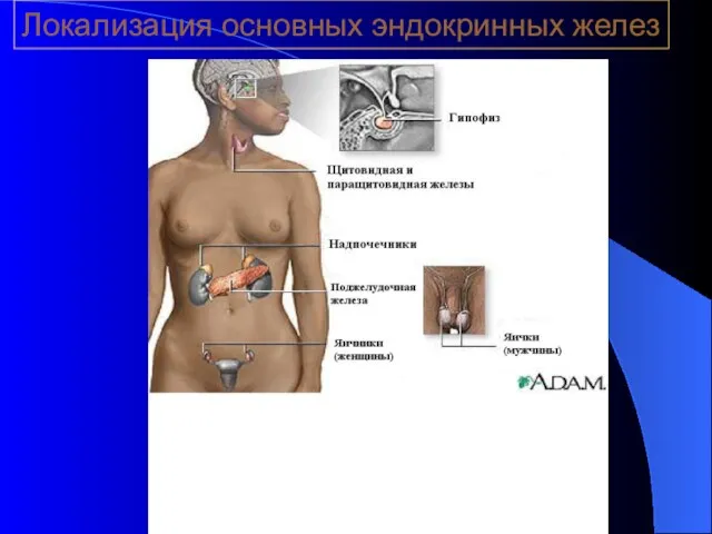 Локализация основных эндокринных желез