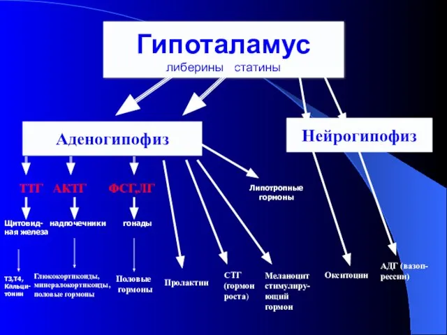 Гипоталамус либерины статины Аденогипофиз Нейрогипофиз ТТГ АКТГ ФСГ,ЛГ Глюкокортикоиды, минералокортикоиды, половые