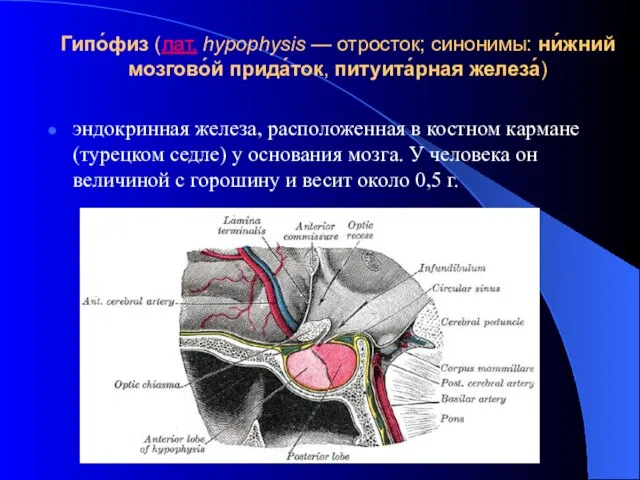 Гипо́физ (лат. hypophysis — отросток; синонимы: ни́жний мозгово́й прида́ток, питуита́рная железа́)