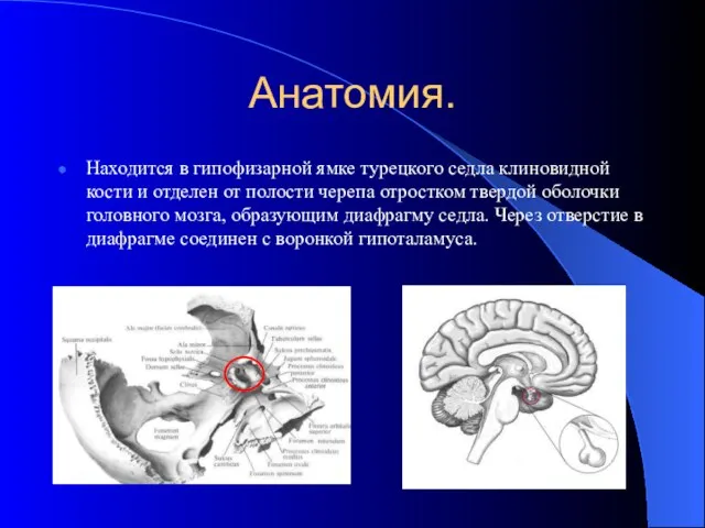 Анатомия. Находится в гипофизарной ямке турецкого седла клиновидной кости и отделен