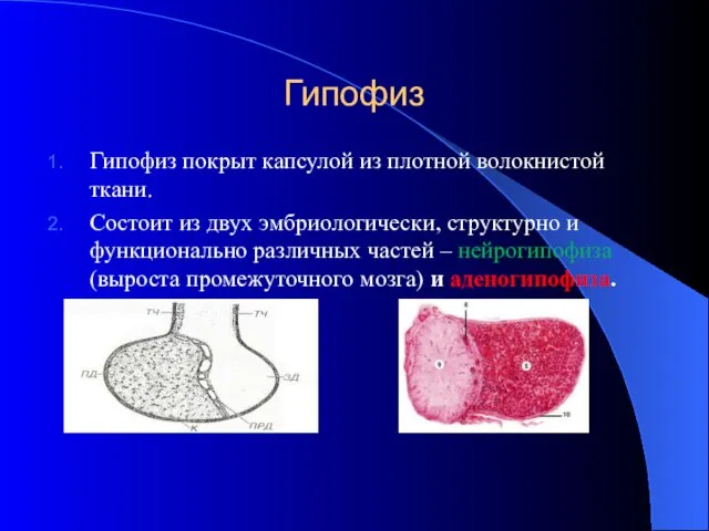 Гипофиз Гипофиз покрыт капсулой из плотной волокнистой ткани. Состоит из двух