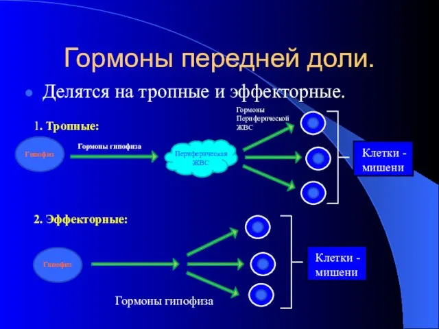 Гормоны передней доли. Делятся на тропные и эффекторные. 1. Тропные: 2.