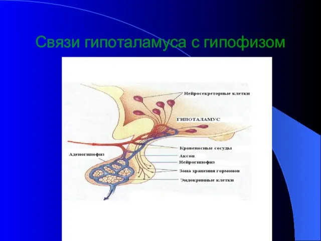 Связи гипоталамуса с гипофизом