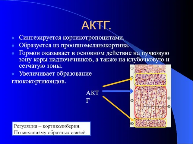 АКТГ. Синтезируется кортикотропоцитами. Образуется из проопиомеланокортина. Гормон оказывает в основном действие