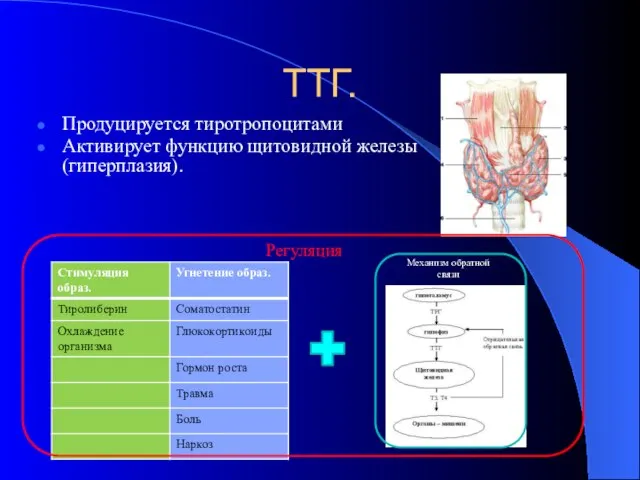 ТТГ. Продуцируется тиротропоцитами Активирует функцию щитовидной железы (гиперплазия). Регуляция