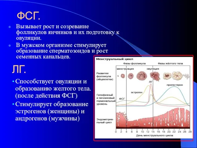 ФСГ. Вызывает рост и созревание фолликулов яичников и их подготовку к