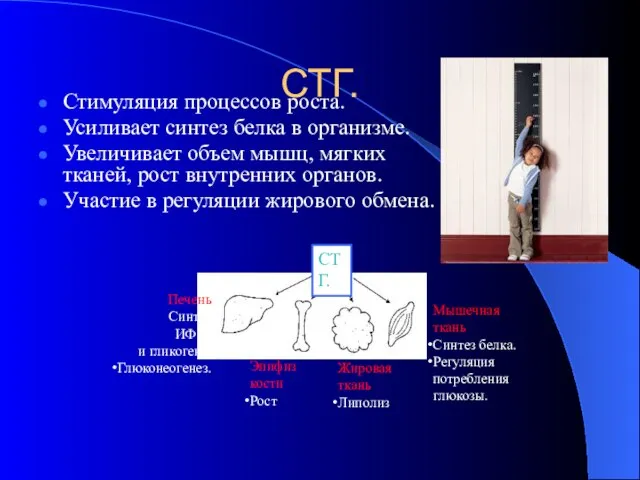 СТГ. Стимуляция процессов роста. Усиливает синтез белка в организме. Увеличивает объем