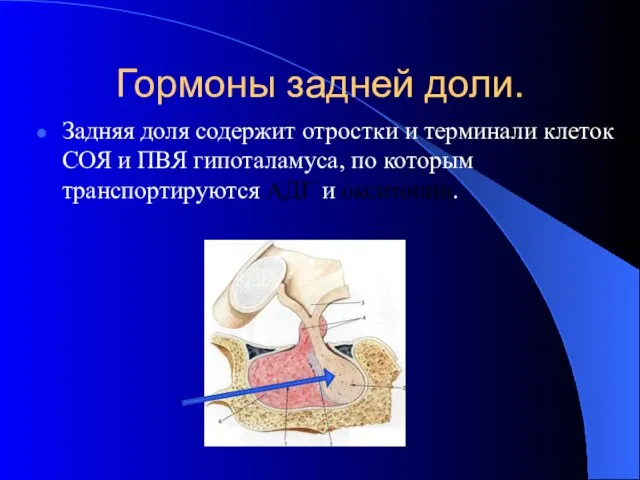 Гормоны задней доли. Задняя доля содержит отростки и терминали клеток СОЯ